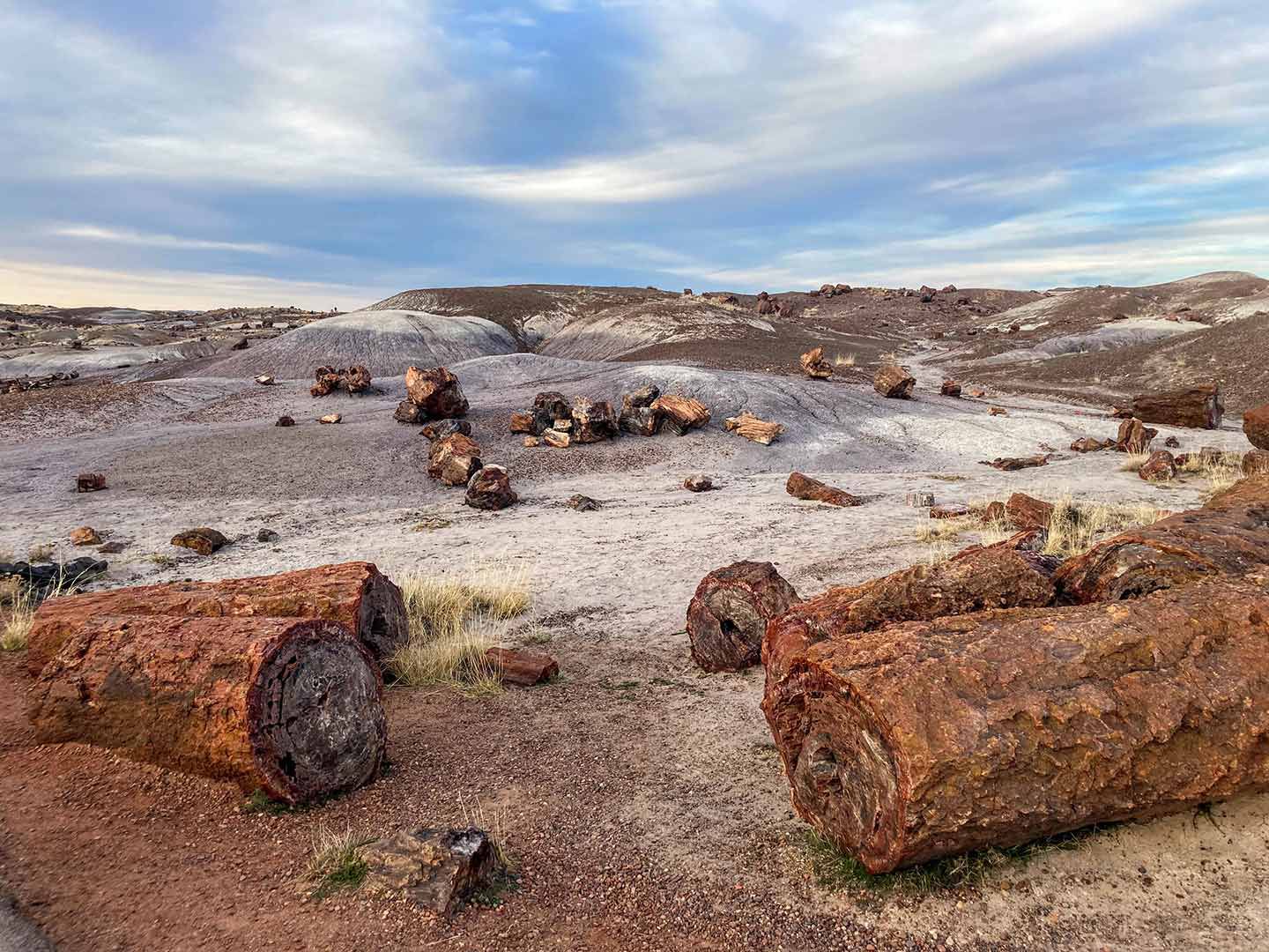 Petrified wood remnants in the Crystal Forest, Petrified Forest National Park.